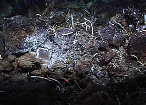 deepsea vent worms