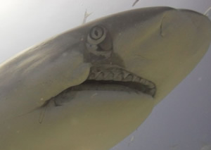 UnderwaterTimes | Group: 'Trophy Hunters' Devastating Sharks In St ...