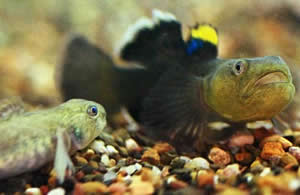 desert goby fish