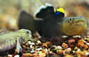 desertgobyfishsm