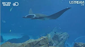 discovery sharkcam georgia aquarium