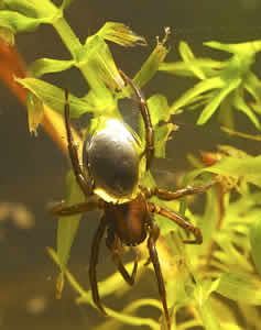 diving bell spider breathe underwater