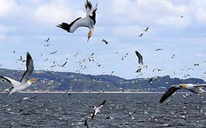 diving gannets