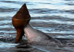 dolphin conching fishing