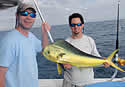 dolphinfish