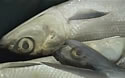 doubledeadfish