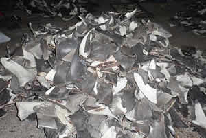 dried shark fins