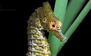 dwarf seahorse
