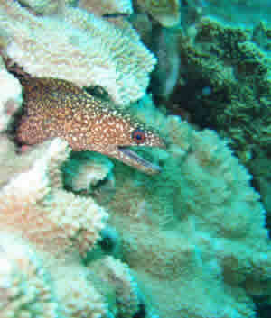 eel hawaii coral