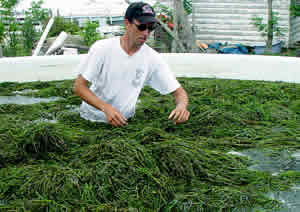eelgrass researcher