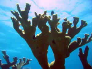 elkhorn coral florida
