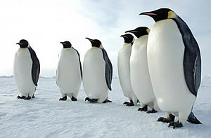 emperor penguins antarctic ice