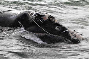 entangled right whale