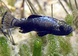 evolution pupfish