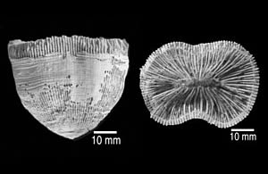 extinct Pliocene free living coral