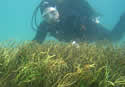 fakeseagrass