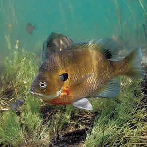 fish Behavior bold timid