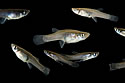 fishcount