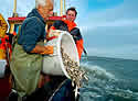 fishdiscard