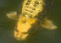 fishfacekoi
