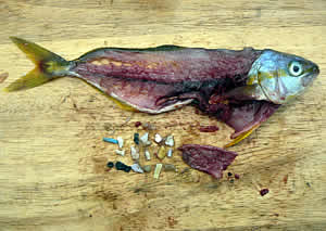 fish ingesting plastic ocean
