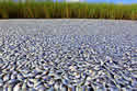 fishkilllouisiana