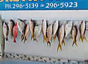 fishsmaller