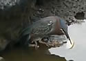 fishingbird