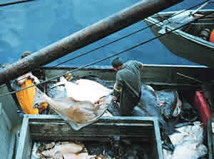 fishing halibut alaska