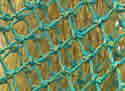 fishingnet