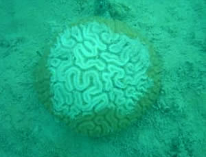 florida cold coral