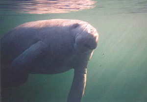 florida manatee