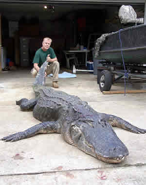 florida record alligator nurse