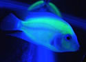 fluorescent