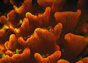 fluorescent coral