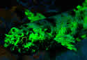 fluorescentfish