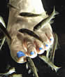 footfish