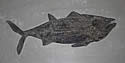 fossilfish