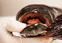 frankenfishdissection