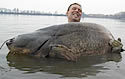 germancatfish