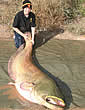 giantcatfish