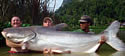 giantmekongcatfish