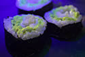 glowingsushi