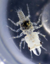 gnathiid marleyi