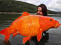 goldcarp