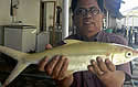 goldenbangus