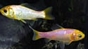 goldfish