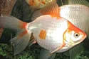 goldfishwater