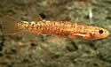 gollumfish