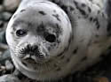 grayseal